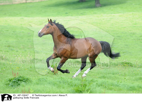 galloping Selle Francais / AP-10647