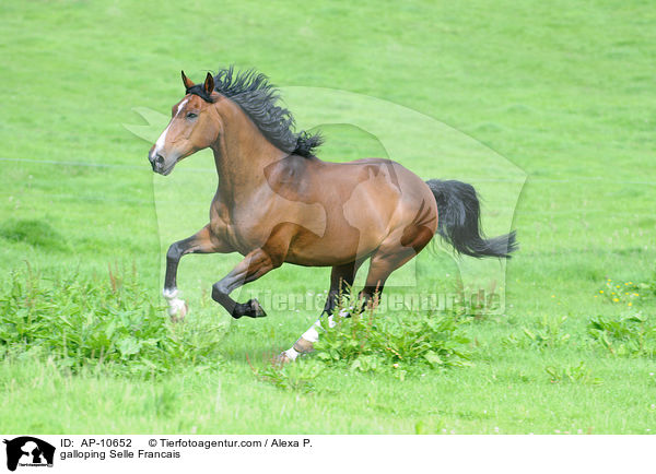 galloping Selle Francais / AP-10652