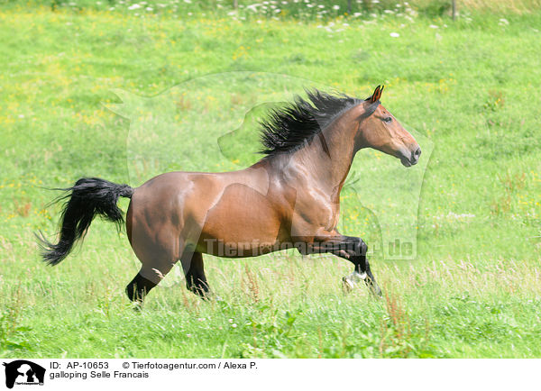 galloping Selle Francais / AP-10653
