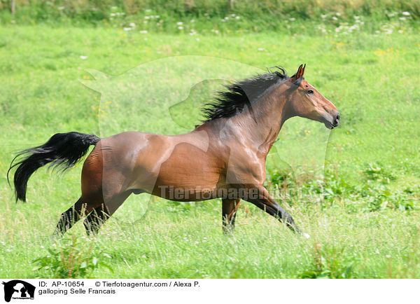 galloping Selle Francais / AP-10654