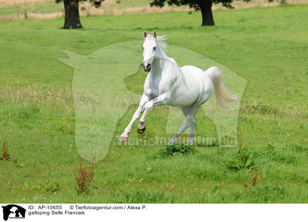galloping Selle Francais / AP-10655