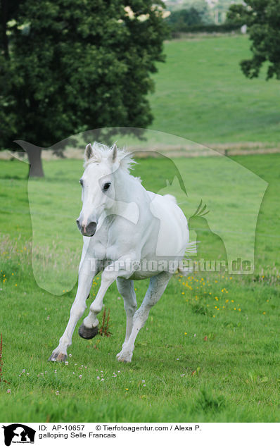 galloping Selle Francais / AP-10657