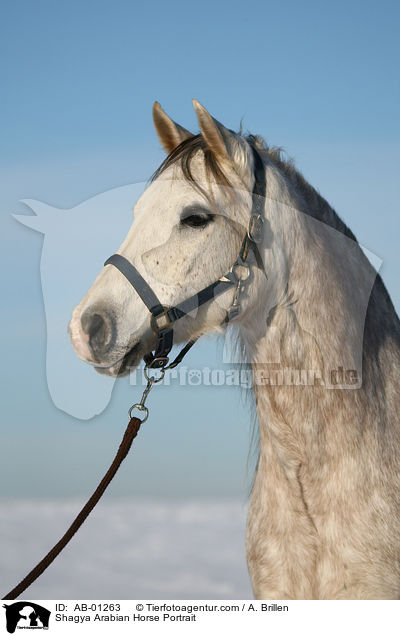Shagya Arabian Horse Portrait / AB-01263