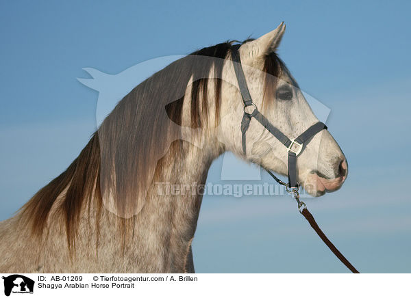 Shagya Araber Portrait / Shagya Arabian Horse Portrait / AB-01269