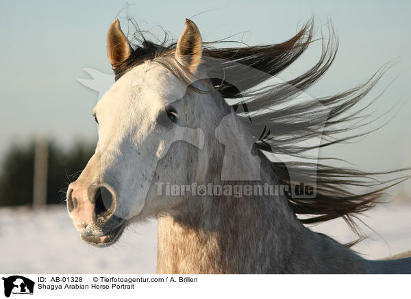 Shagya Araber Portrait / Shagya Arabian Horse Portrait / AB-01328