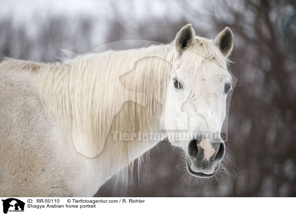 Shagya Araber Portrait / Shagya Arabian horse portrait / RR-50110