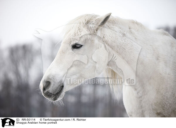 Shagya Araber Portrait / Shagya Arabian horse portrait / RR-50114