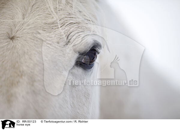 horse eye / RR-50123