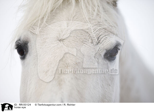 Pferdeauge / horse eye / RR-50124