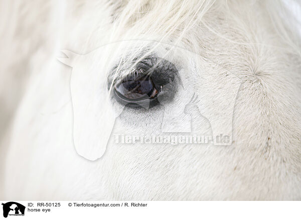 horse eye / RR-50125