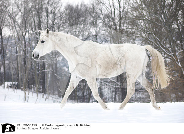 trabender Shagya Araber / trotting Shagya Arabian horse / RR-50129