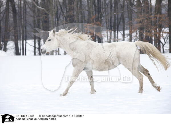 running Shagya Arabian horse / RR-50131