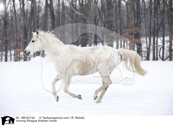 running Shagya Arabian horse / RR-50132