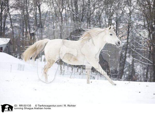 rennender Shagya Araber / running Shagya Arabian horse / RR-50135