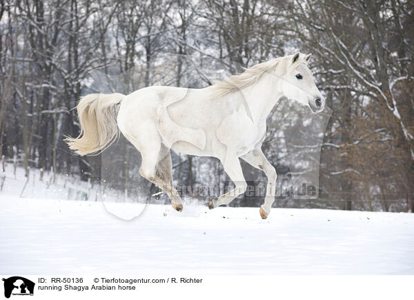 running Shagya Arabian horse / RR-50136