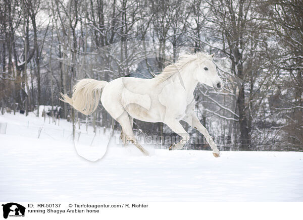 rennender Shagya Araber / running Shagya Arabian horse / RR-50137