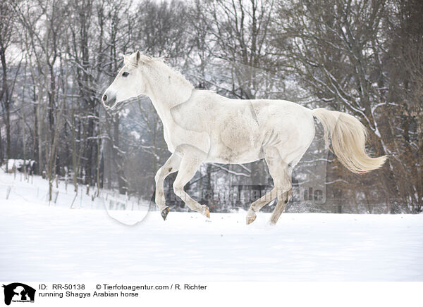 running Shagya Arabian horse / RR-50138