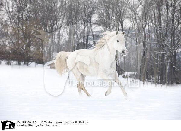 running Shagya Arabian horse / RR-50139