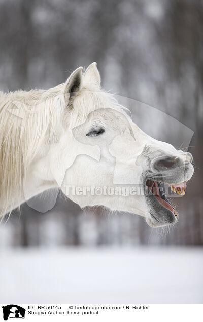 Shagya Araber Portrait / Shagya Arabian horse portrait / RR-50145
