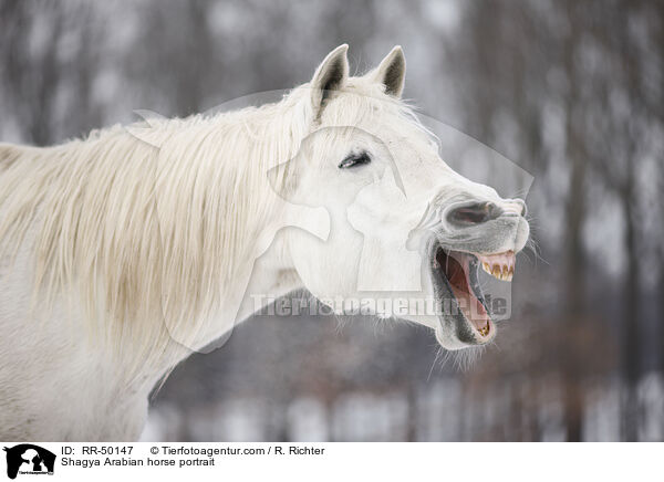 Shagya Araber Portrait / Shagya Arabian horse portrait / RR-50147
