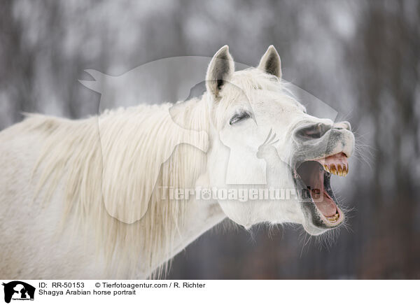 Shagya Arabian horse portrait / RR-50153
