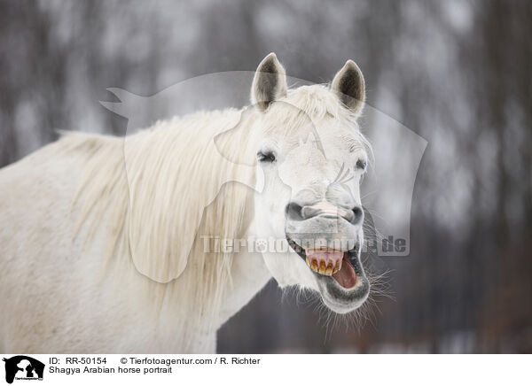 Shagya Araber Portrait / Shagya Arabian horse portrait / RR-50154