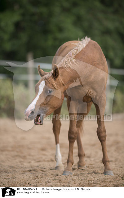 ghnender Shagya Araber / yawning arabian horse / NN-05774