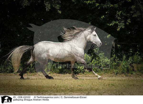 galoppierender Shagya Araber / galloping Shagya Arabian Horse / CDE-02022