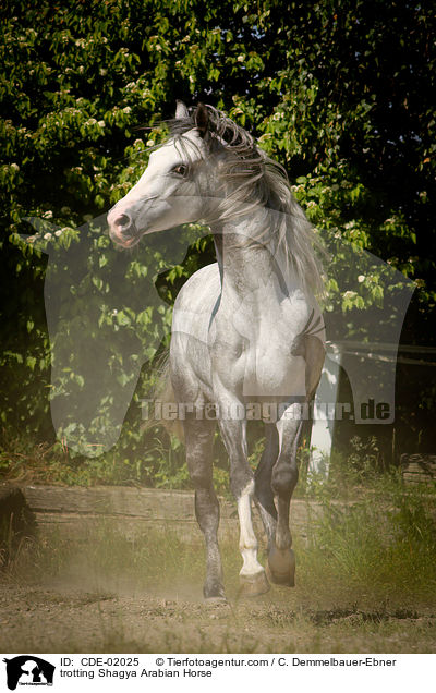 trabender Shagya Araber / trotting Shagya Arabian Horse / CDE-02025