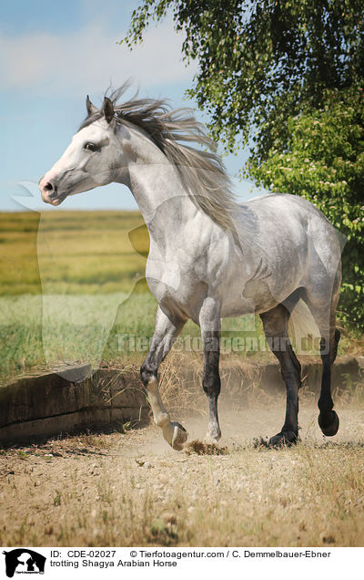 trabender Shagya Araber / trotting Shagya Arabian Horse / CDE-02027