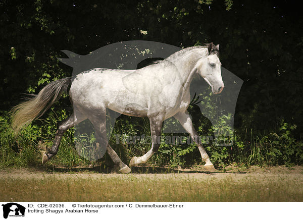 trabender Shagya Araber / trotting Shagya Arabian Horse / CDE-02036