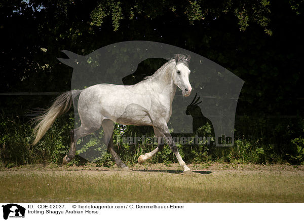 trabender Shagya Araber / trotting Shagya Arabian Horse / CDE-02037