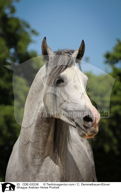 Shagya Araber Portrait / Shagya Arabian Horse Portrait / CDE-02038