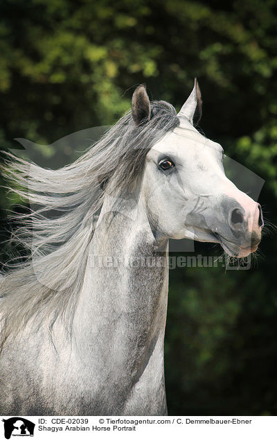 Shagya Arabian Horse Portrait / CDE-02039