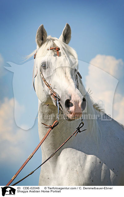Shagya Araber Portrait / Shagya Arabian Horse Portrait / CDE-02046