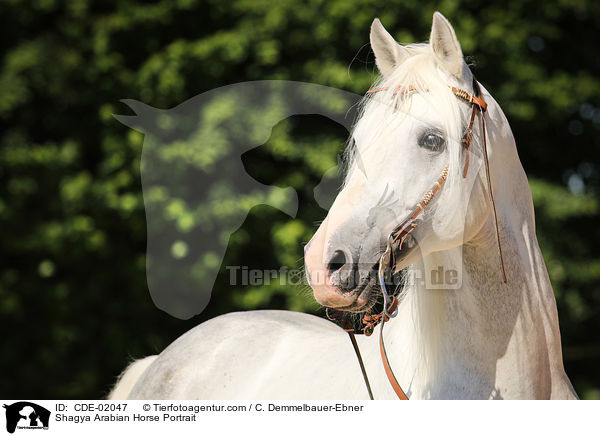 Shagya Araber Portrait / Shagya Arabian Horse Portrait / CDE-02047
