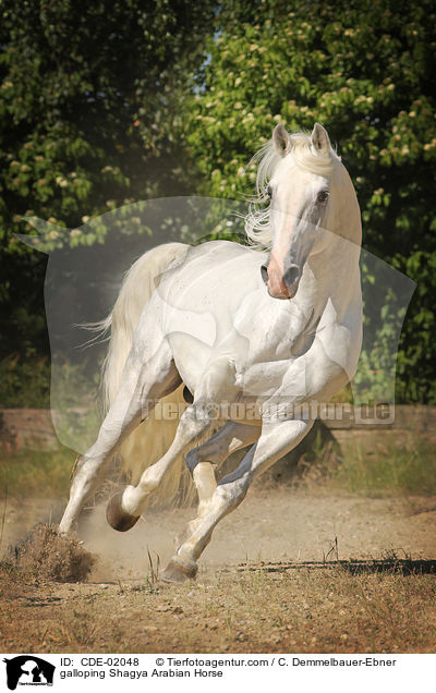 galoppierender Shagya Araber / galloping Shagya Arabian Horse / CDE-02048