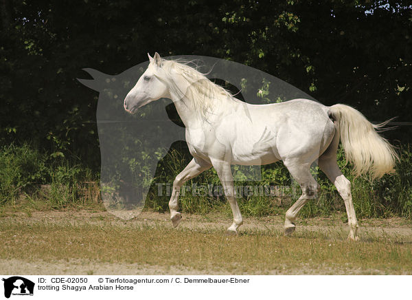 trotting Shagya Arabian Horse / CDE-02050