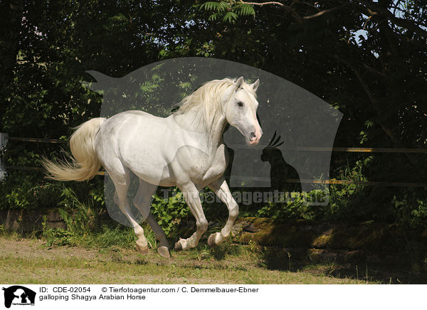 galoppierender Shagya Araber / galloping Shagya Arabian Horse / CDE-02054