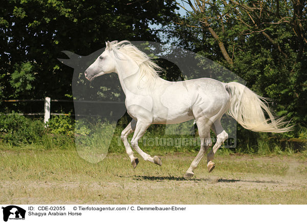 Shagya Araber / Shagya Arabian Horse / CDE-02055