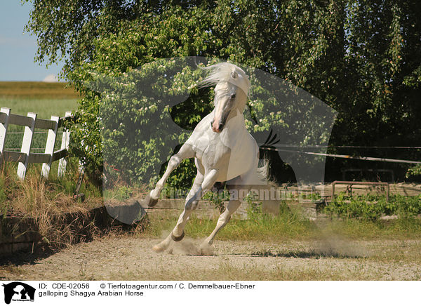 galoppierender Shagya Araber / galloping Shagya Arabian Horse / CDE-02056