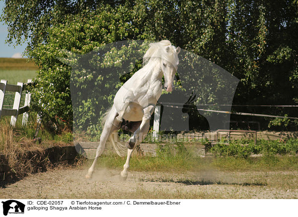 galoppierender Shagya Araber / galloping Shagya Arabian Horse / CDE-02057