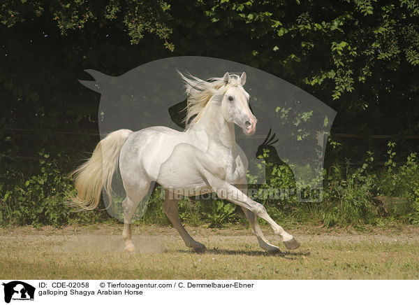 galoppierender Shagya Araber / galloping Shagya Arabian Horse / CDE-02058