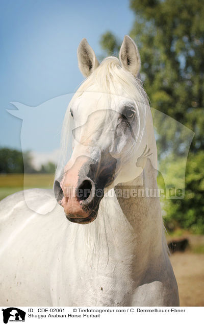Shagya Arabian Horse Portrait / CDE-02061
