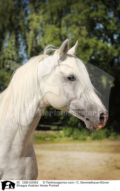Shagya Araber Portrait / Shagya Arabian Horse Portrait / CDE-02062