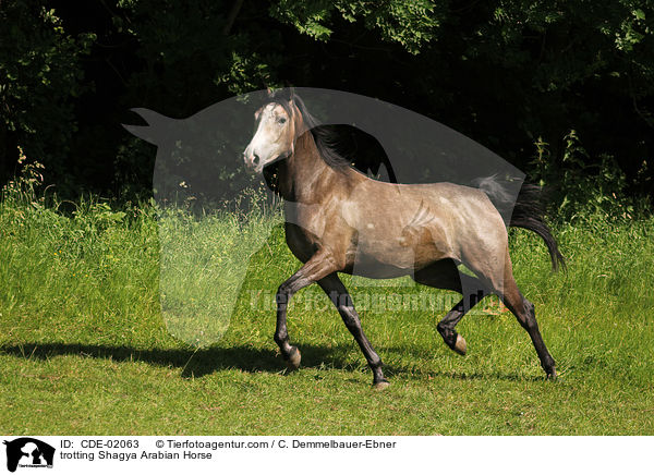 trotting Shagya Arabian Horse / CDE-02063