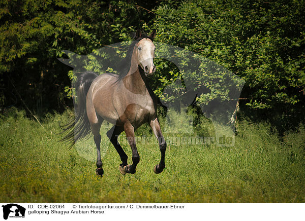 galloping Shagya Arabian Horse / CDE-02064