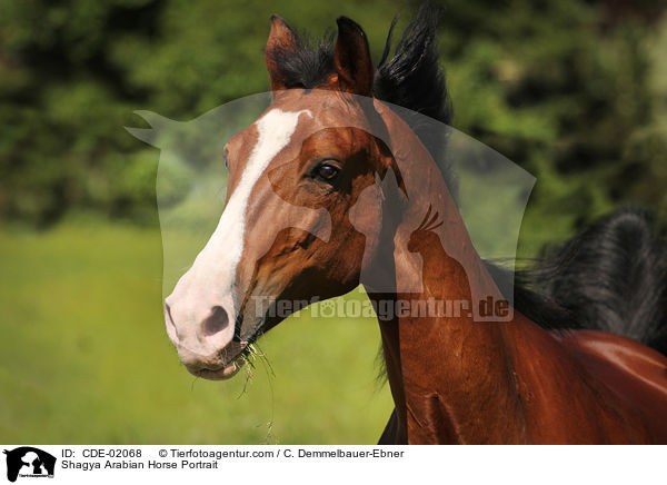 Shagya Arabian Horse Portrait / CDE-02068