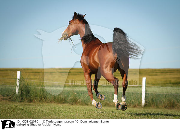 galloping Shagya Arabian Horse / CDE-02070