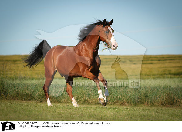 galoppierender Shagya Araber / galloping Shagya Arabian Horse / CDE-02071
